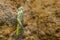 Small Locusts Acrididae sitting on rock