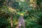 A small log deck with railings is a makeshift pedestrian bridge over a stream in a picturesque deciduous forest in