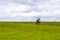 Small lone flowering crabapple tree in a grassy field with dandelion