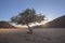 Small lone tree at sunrise