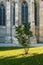 Small lonely tree lit by the sun in front of gothic facade of famous Votivkirche church in Vienna