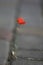 Small lonesome red poppy isolate on paving stones