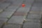 Small lonesome red poppy isolate on paving stones