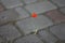 Small lonesome red poppy isolate on paving stones