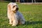 A small long-haired furry dog