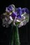 A small, loose arrangement of mixed sweet peas in shades of white and purple against a black background