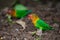 A small lovebird foraging on ground