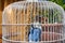 A small lovebird parrot of Afro-Malagasy origin in a cage.