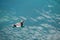 Small lovely duck swimming in river with emerald water for background