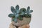 The small and lovely succulent pot background