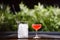 A small low glass with a red alcoholic cocktail is on the table next to a glass vase full of large square pieces of clear ice