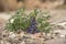 Small Lupine Blooms In Rocky Wash of Big Bend