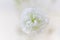 Small lush elegant white gypsophila flower