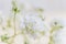 Small lush elegant white gypsophila flowers