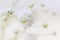 Small lush elegant white gypsophila flowers