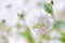 Small lush elegant white gypsophila flowers