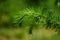 Small lush green pine tree twig with fine pointy needles. pine scent. soft background