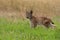 Small lynx cub standing on the green grass with yellow grass in a background