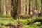 Small lynx cub standing on a mossy fallen tree trunk on the forest