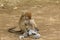 A small macaque gibbon picks through the rubbish and plastic bags on the beach at Bako, National Park, Borneo