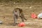 A small macaque gibbon picks through the rubbish and plastic bags on the beach at Bako, National Park, Borneo