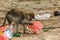 A small macaque gibbon picks through the rubbish and plastic bags on the beach at Bako, National Park, Borneo