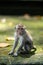 A small macaque monkey sits on the mossy steps of the temple. Monkey forest, Bali, Indonesia