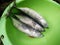 Small mackerel tuna fish inside green basin.