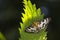 Small magpie Anania hortulata