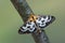 Small magpie - Anania hortulata