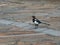Small magpie exploring on a cobbled floor