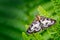Small Magpie Moth, Anania hortulata Resting amongst a sea of Green Fern Leaves