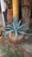 Small maguey plant in a pot