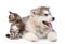 Small maine coon cat and alaskan malamute dog look in different.