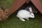 Small, Makeshift Roof Protects Albino Bunny and Friends from Impending Rain