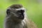 Small Malbrouck Monkey close up