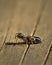 A small male jumping spider sitting on wood