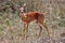 Small male steenbok being alert