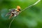 The small male Tufted Coquette hummingbird stretching