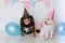 Small maltese cross female dog with a male cavalier cross terrier with party hat on and balloons