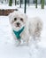 Small maltese dog covered in snow