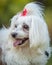 Small Maltese dog with long white fur, playing outdoors on its hind legs and clapping