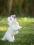 Small Maltese dog with long white fur, playing outdoors on its hind legs and clapping