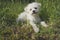 Small Maltese dog lying in the grass in the outdoors