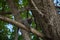 Small mammal animal climbed on a tree. Hairy monkeys from the north of Brazil