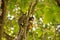 Small mammal animal climbed on a tree. Hairy monkeys from the north of Brazil