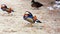 Small mandarin duck runs on the ground