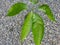 Small mango plants closeup view