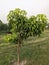 A small mango tree in a field