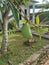 Small mangoes in the front yard of the house